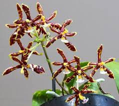 Phalaenopsis mannii